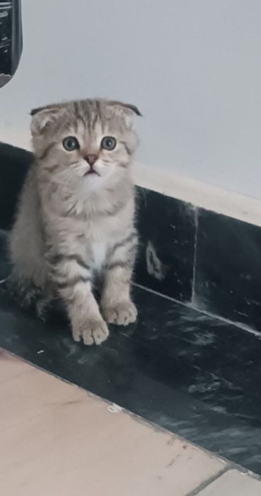 Продам скотиш фолд
