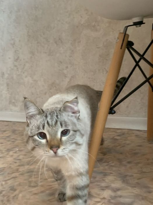 Отдам милого котика в добрые руки.