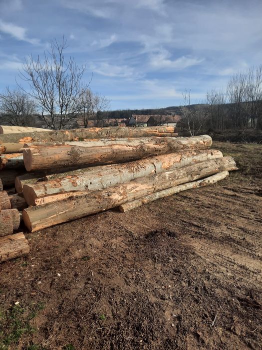 Vând lemn de foc fag