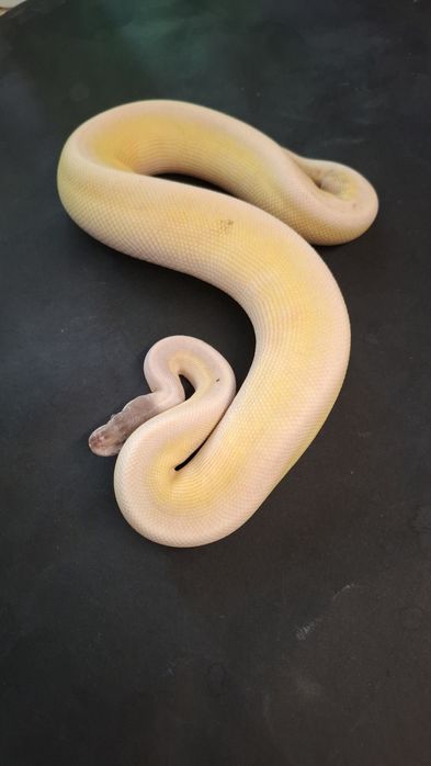 Кралски Питон Super Mojave YB