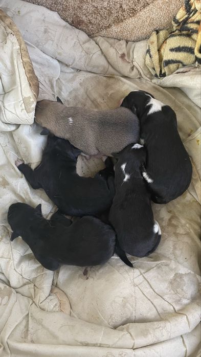 Отдам щенят бесплатно