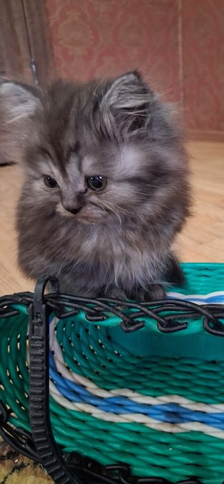 Чистокровная шотландская девочка