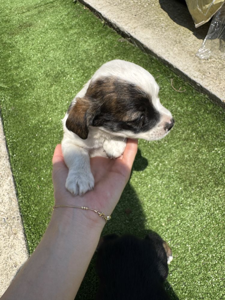 Update_Donare catei (1 baietel alb si 1 fetita neagra)