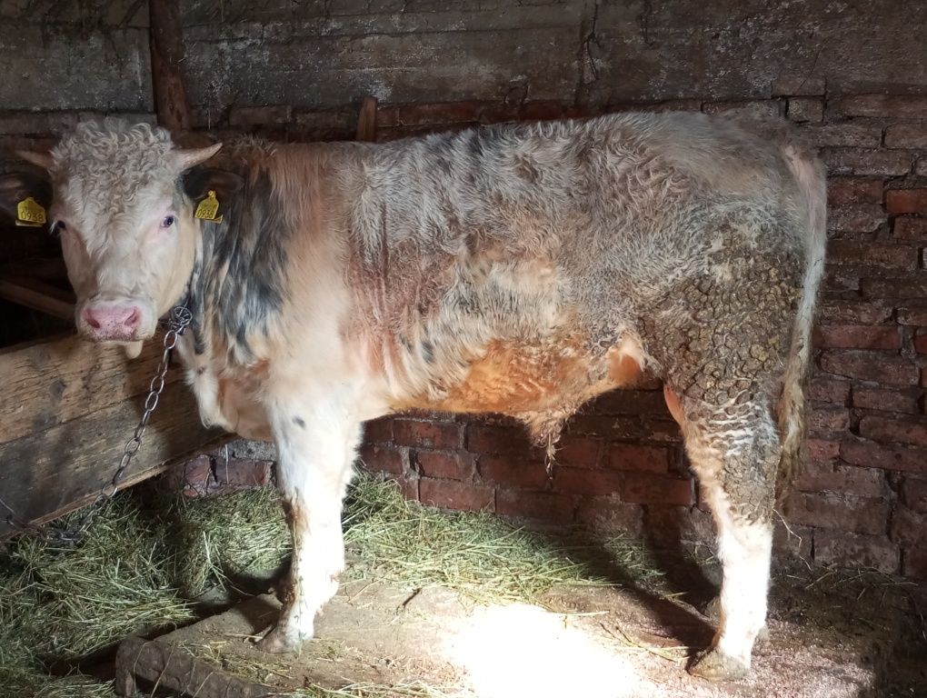 Taur de vânzare 600kg 10.000lei