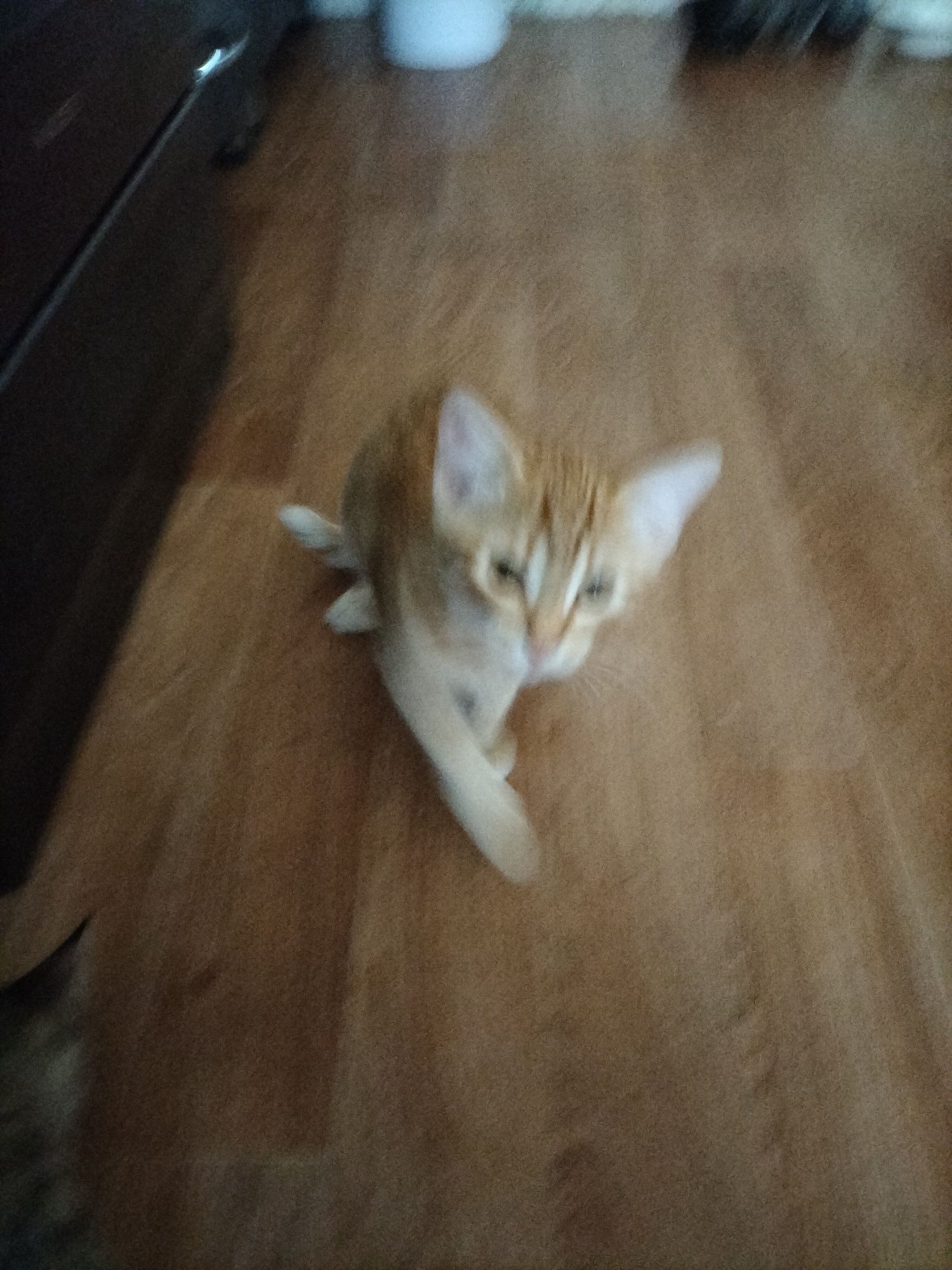 Отдам рыжего котёнка!