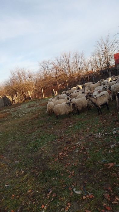 Oi de vanzare,breze oachese