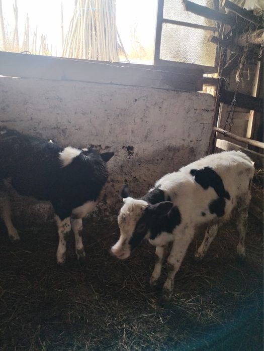 Viței sănătoși preț foarte bun