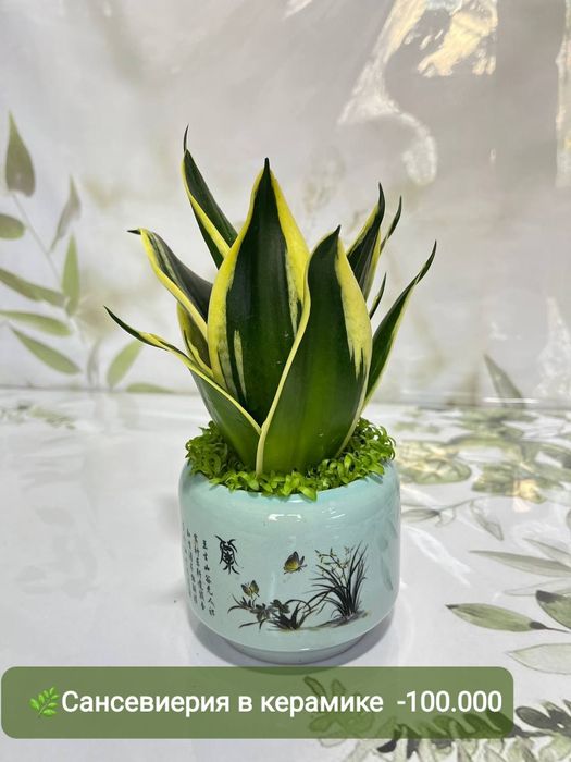 Хавортия вариегатная, Эуфорбия, Хамедорея, Падакарпус и др