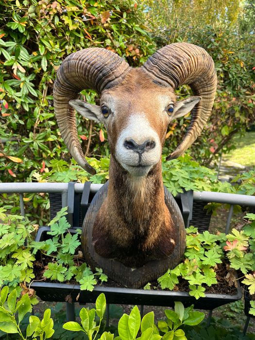 Препарирани трофеи от муфлон