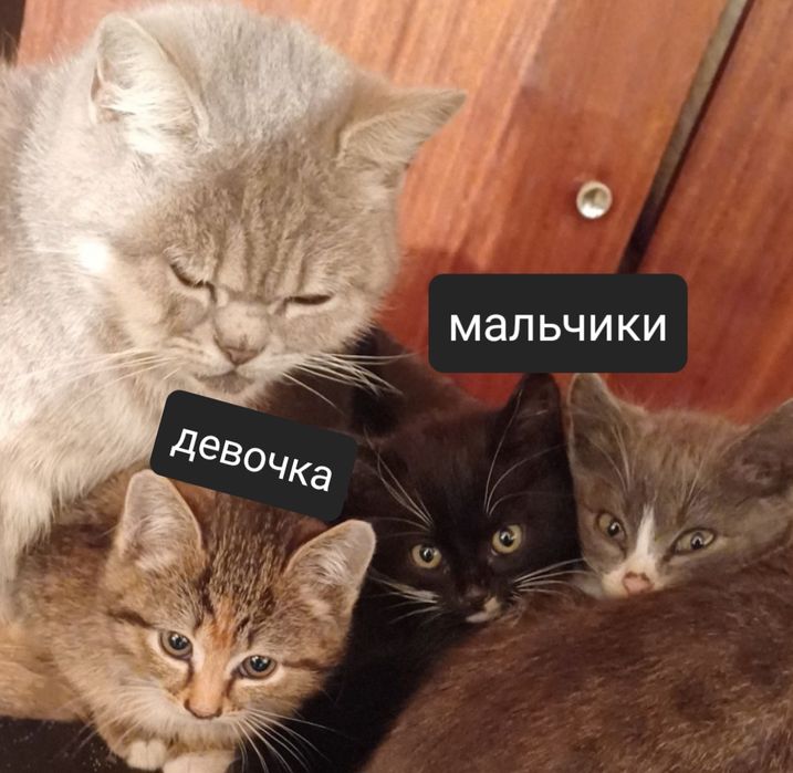 Отдам котят полукровки. Мама британка.