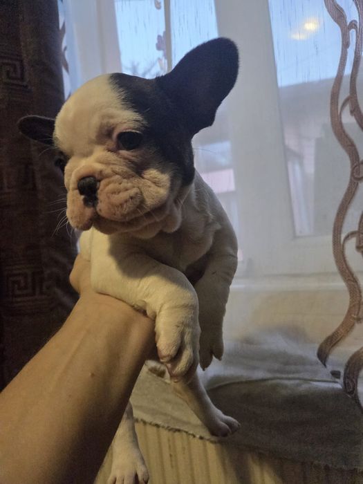 Vând cățeluși Buldog Francez vârstă 7 săptămâni