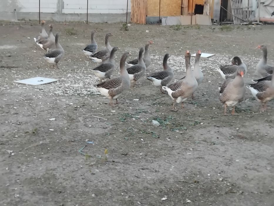 Vindem gîște preț 200 ron