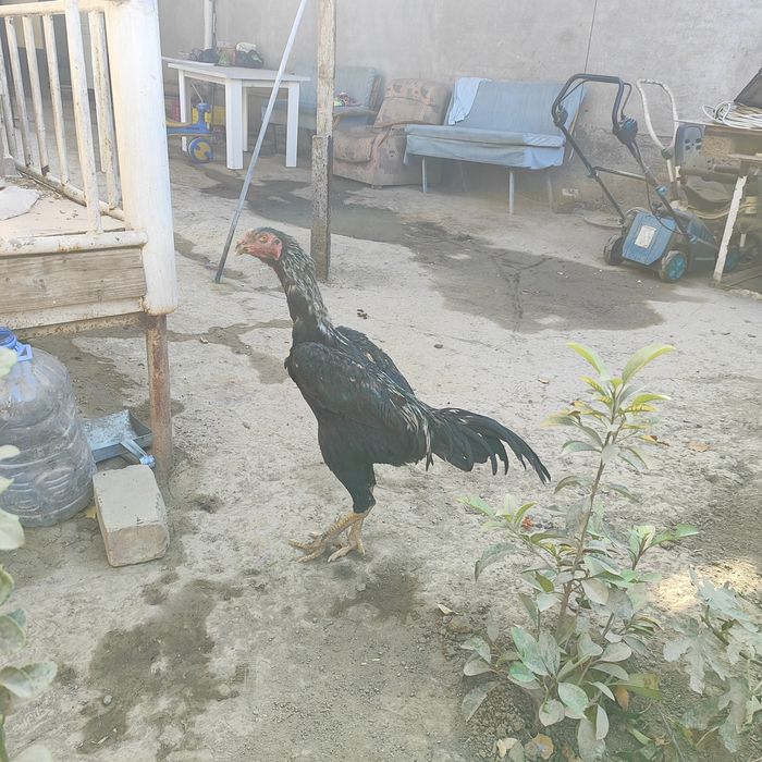 Dakan xorozlar sotiladi