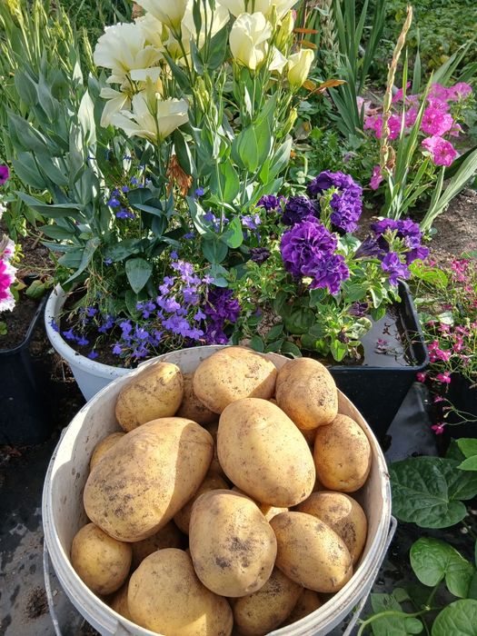 Продаю домашний картофель