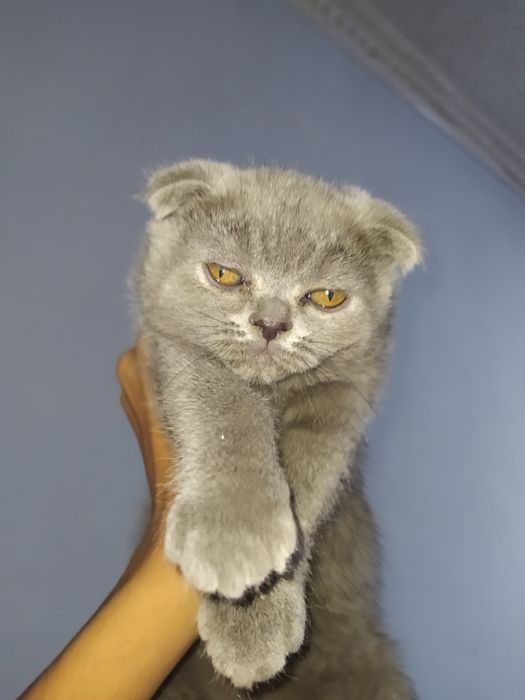 Продаются котята