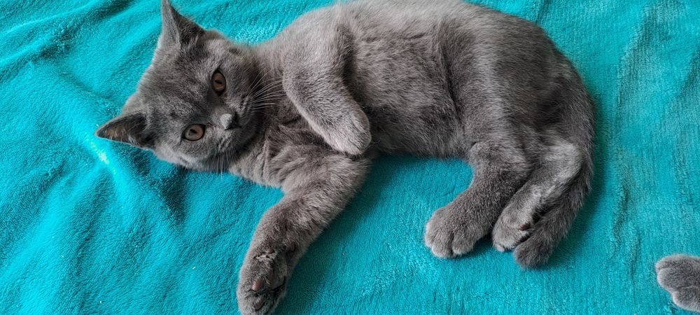 Британски котенца от родители с родословие