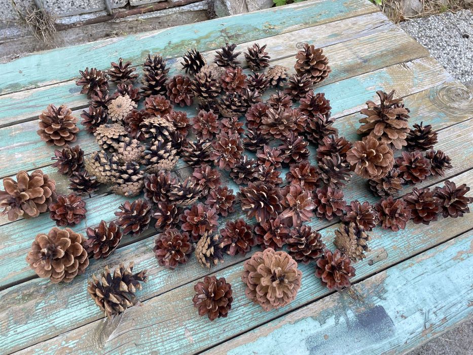 Шишарки за декорация+ зелени шишарки