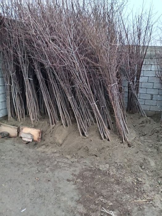 Qora gilos ali Vali gilos