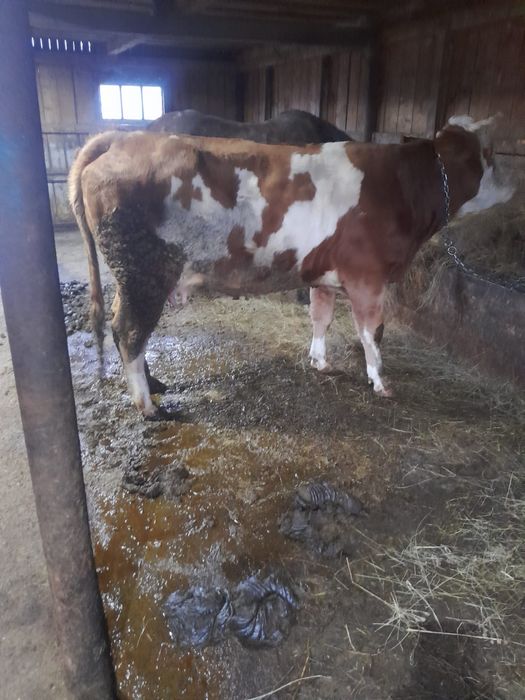 Vând juninca a2 fatare