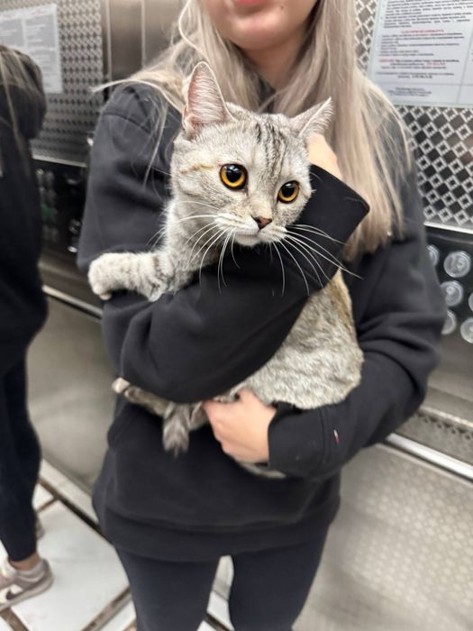 Отдам кошку британскую