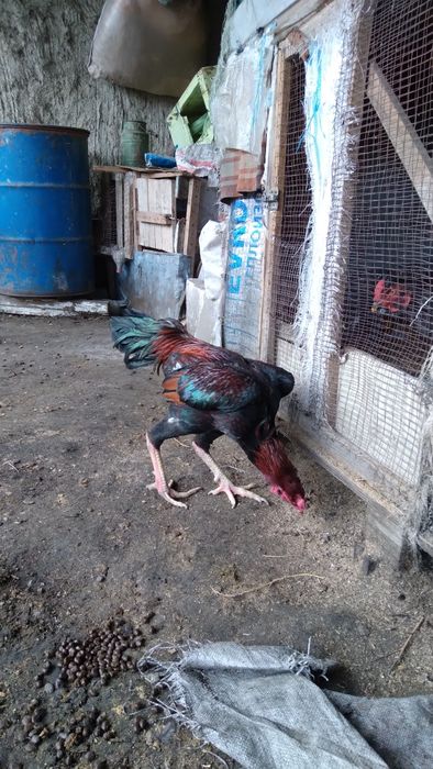 Хауроз сотилади ..