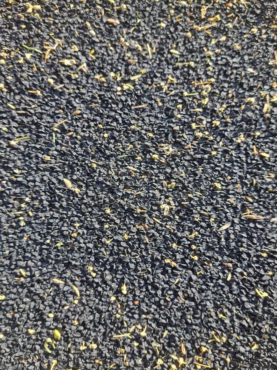 Piyoz urugʻi sotiladi cheklanmagan