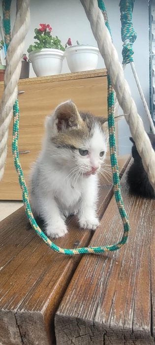 Donez un pisoi foarte dragut si jucaus