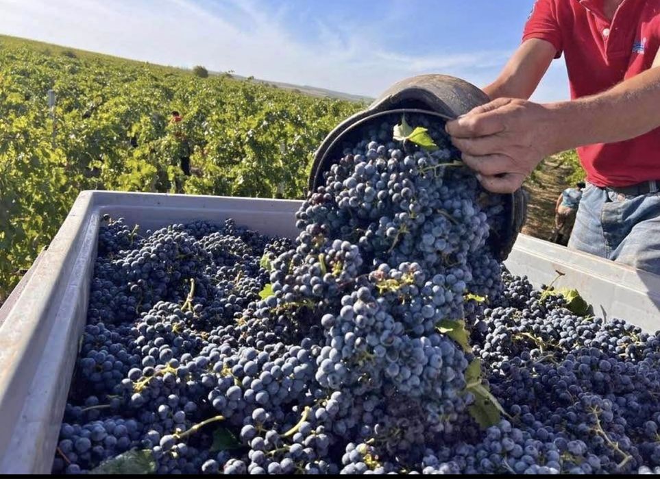 Struguri de vin