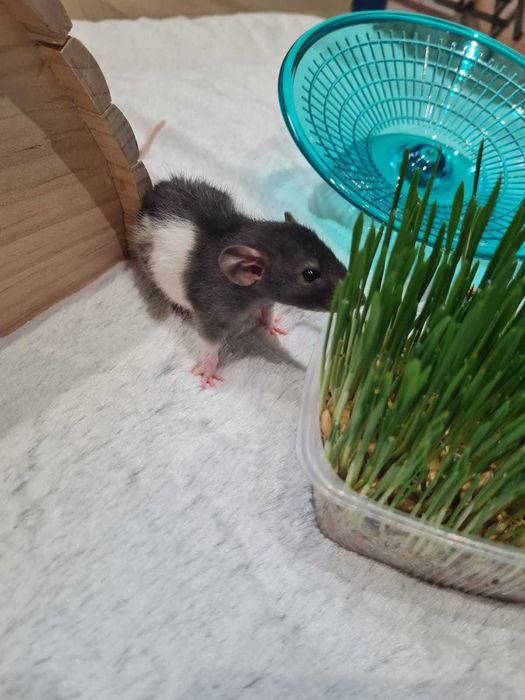 Декоративные крыски,крысы,крысята