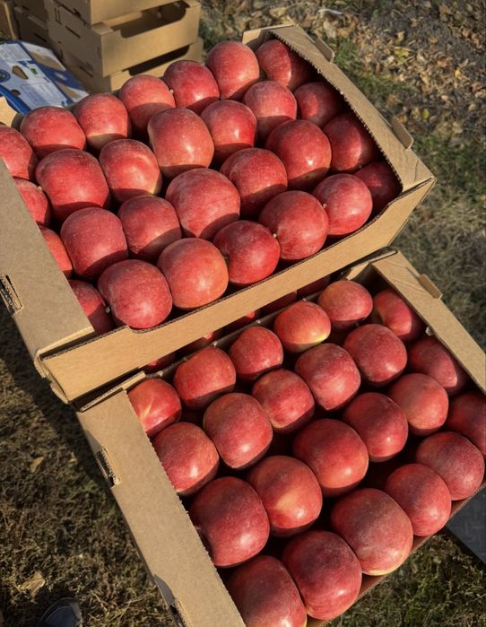 Яблоки  Айдаред первый сорт