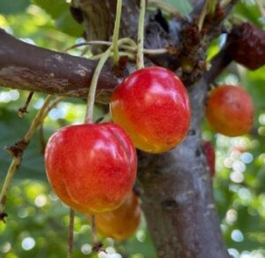 Cireș Amar Roz De Marculesti