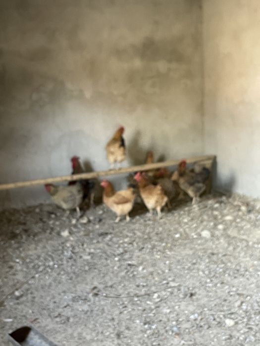 Продам курицы порода Кучинский девять самок один самец