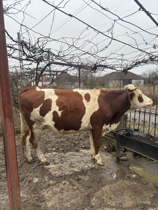 Juninca Gestanta Baltata Romaneasca