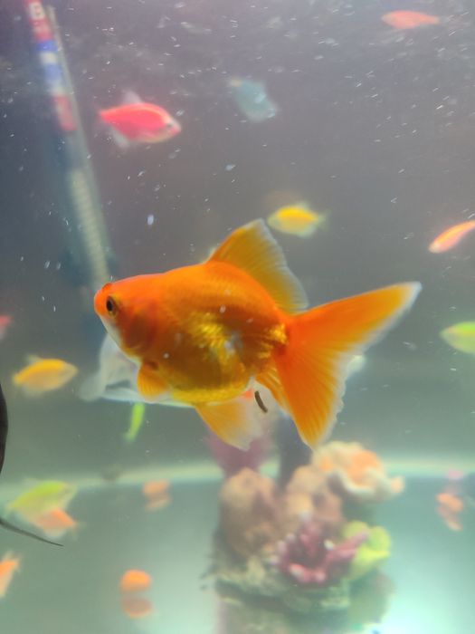 Продаются золотые рыбки по 25 тыс.