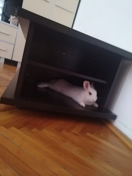 Vând iepuraș cu tot cu cusca