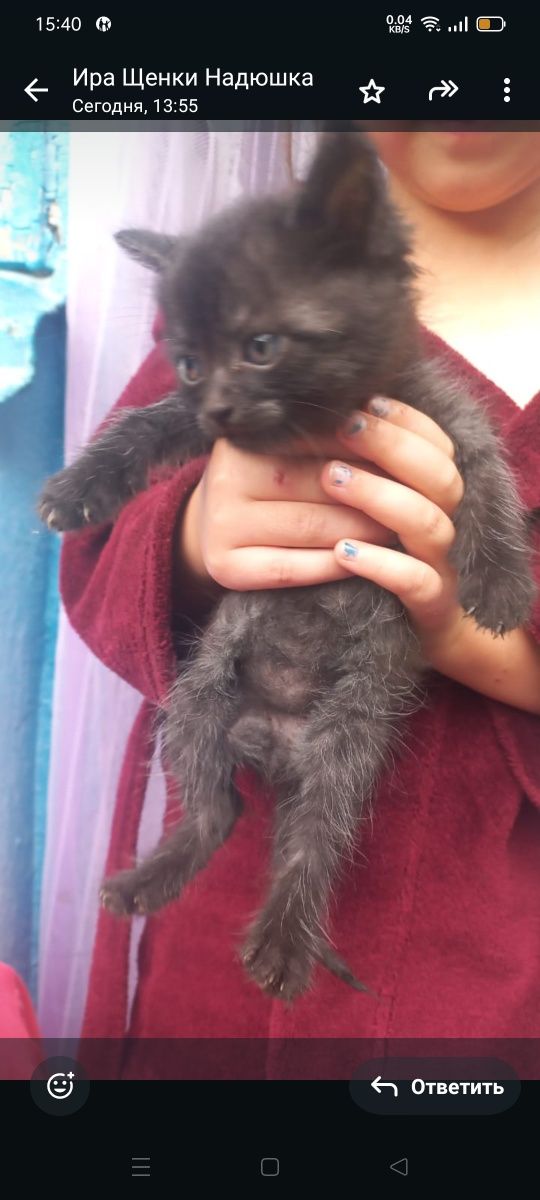 Котята ищут дом и любящих хозяев