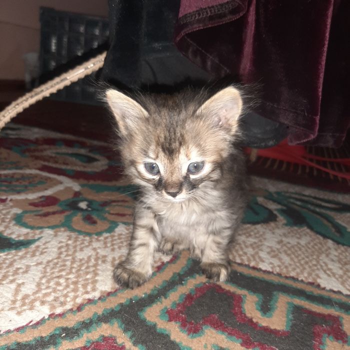 Aqilli Mushuk bolalari sotiladi