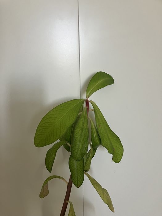 Doua plante de cauciuc