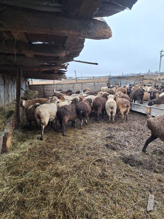 Продам овечек,ярочек 100 голов.