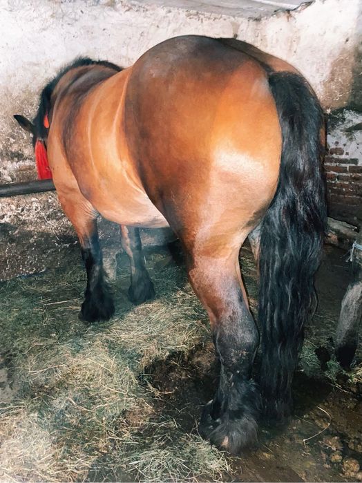 Manza ardeneza 3 ani garantata de ham posibil gestanta ! Vand schimb