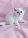 British shorthair NS 11 33  cu ochi  albaștri.