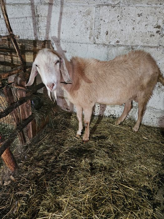 Animale,Țap+capră