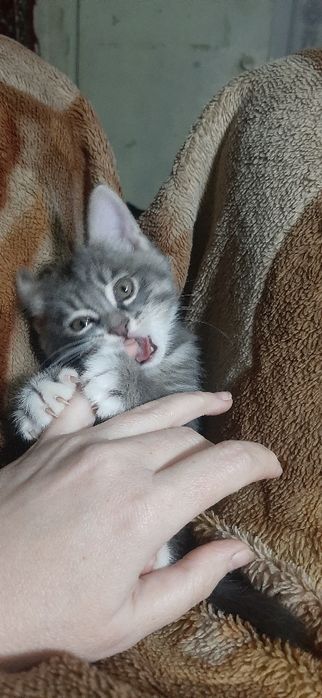 Котята в заботливые руки