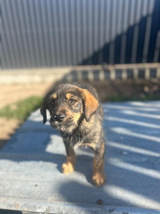 Девочка ищет дом