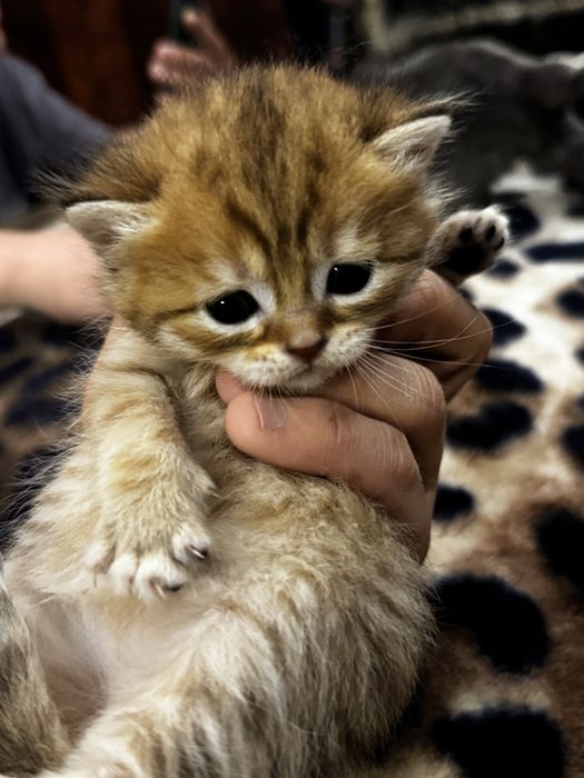 Шотландская вислоухая кошка