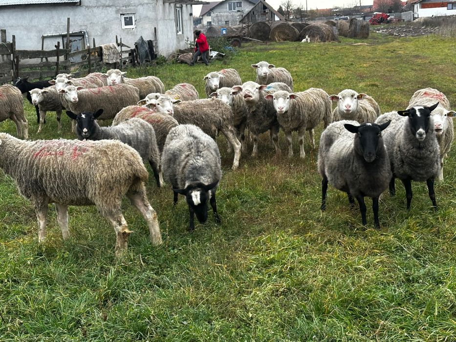 4 oi romanov 2 la prima fătare