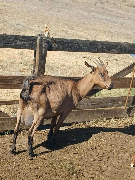 De vânzare capră Alpina Franceză