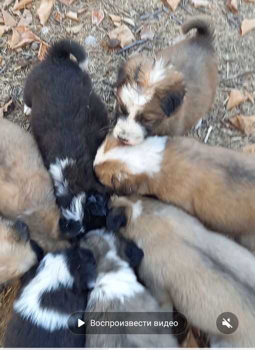 Щенки. Отдам за хорошие руки.