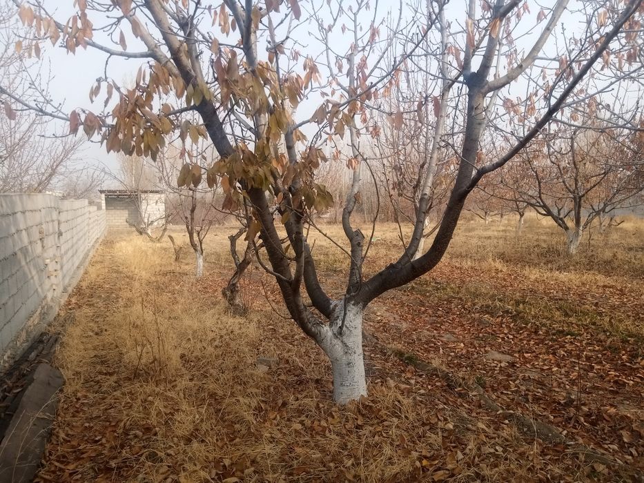 Ховли чек сотилали срочно