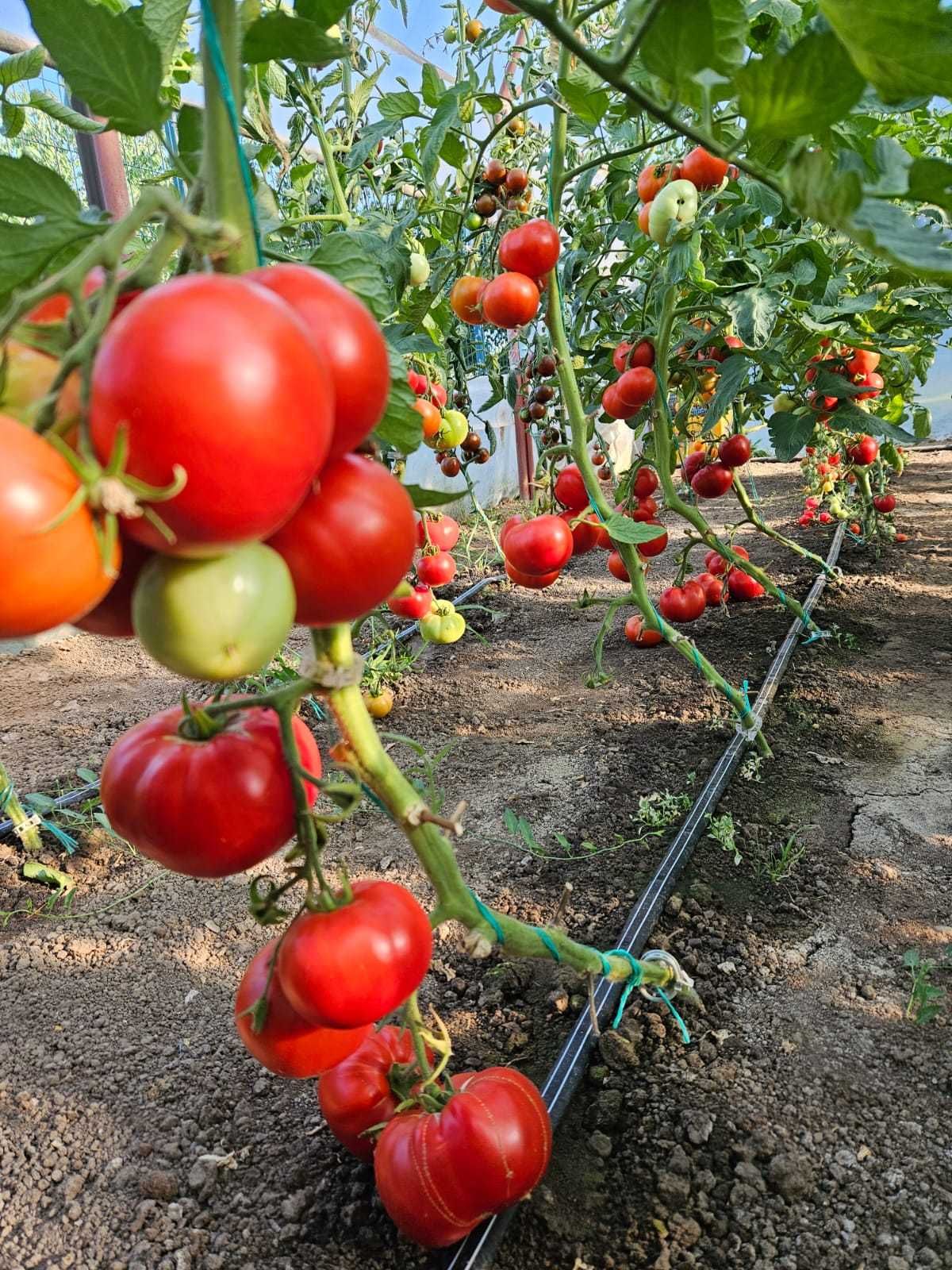 Solar (sera) pentru cultivarea de rosii, castraveti, ardei etc.